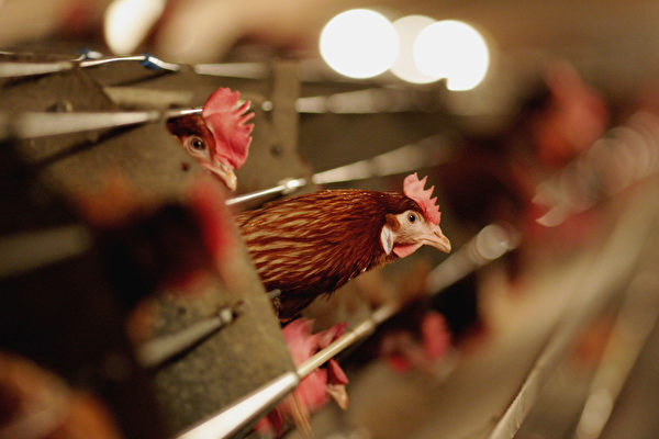 因爆發H5N1禽流感 ，港暫停波蘭和英國部分地區的禽類產品進口。(Jamie McDonald/Getty Images)