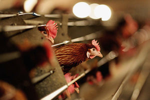 波蘭、英國爆發H5N1禽流感  港暫停禽類產品進口