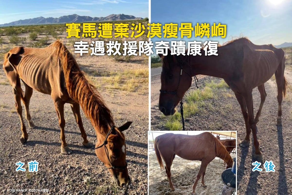 一匹賽馬日前被遺棄在美國亞利桑那州的沙漠中，幸虧當地一支救援隊在關鍵時刻找到並營救了它。（Hope Ranch Arizona提供）