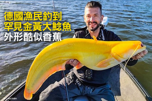 德國漁民釣到罕見金黃大鯰魚 外形酷似香蕉