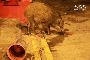 多個團體發起聯署 促請漁護署撤回捕殺野豬政策