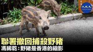 聯署撤回捕殺野豬 馮睎乾: 野豬是香港的縮影