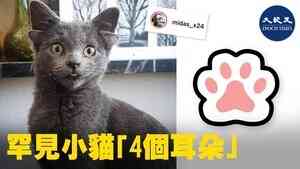 罕見小貓「4個耳朵」