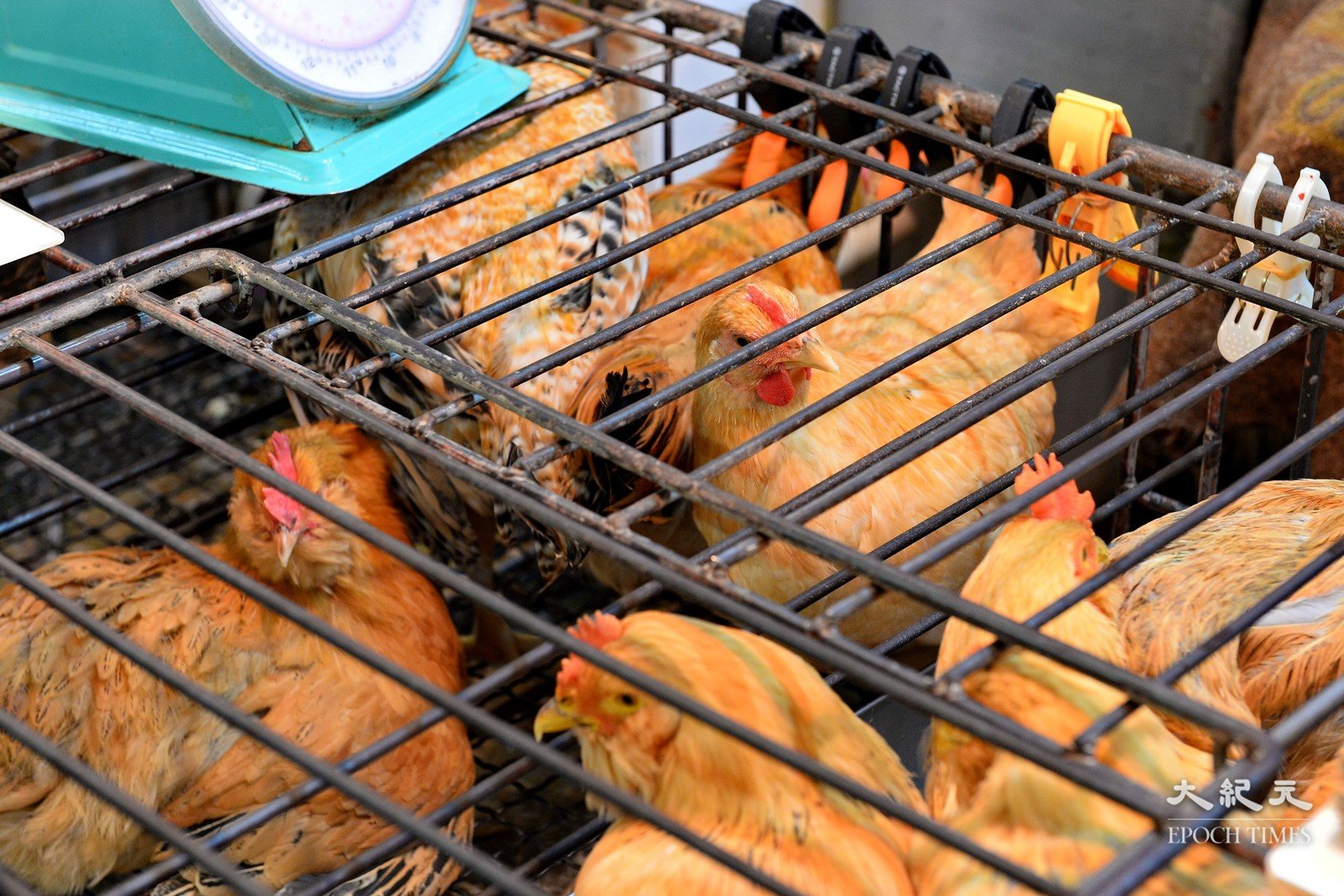  食物安全中心今日（16日）宣布，暫停從南韓全羅南道進口禽肉及禽類產品。資料圖片。（宋碧龍／大紀元）