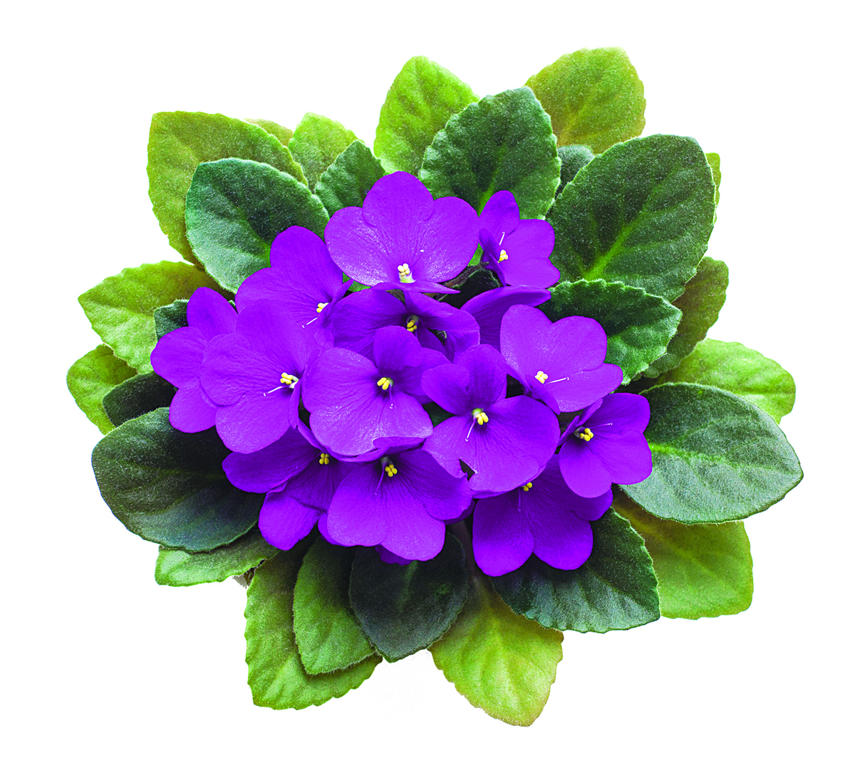 嬌美的非洲紫羅蘭品種多且容易種植｜大紀元時報香港｜獨立敢言的良心媒體