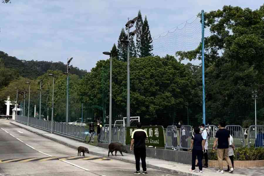北潭涌渡假營野豬出沒職員報警  兩野豬游水離開