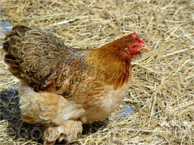爆發高致病性H5N1禽流感 港暫停匈牙利和意大利部份地區禽類產品進口