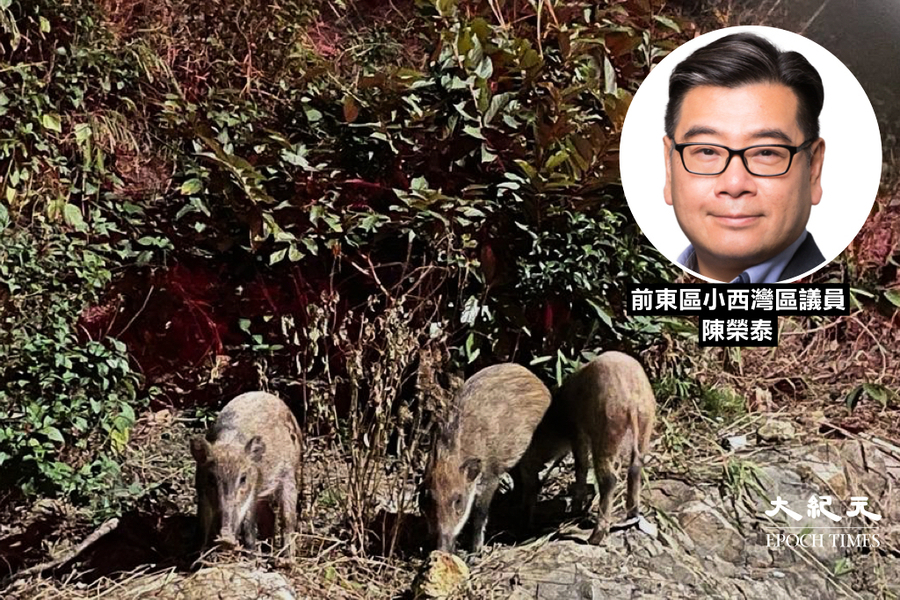 前小西灣區議員陳榮泰：漁護署捕殺野豬 多個政府部門尷尬？