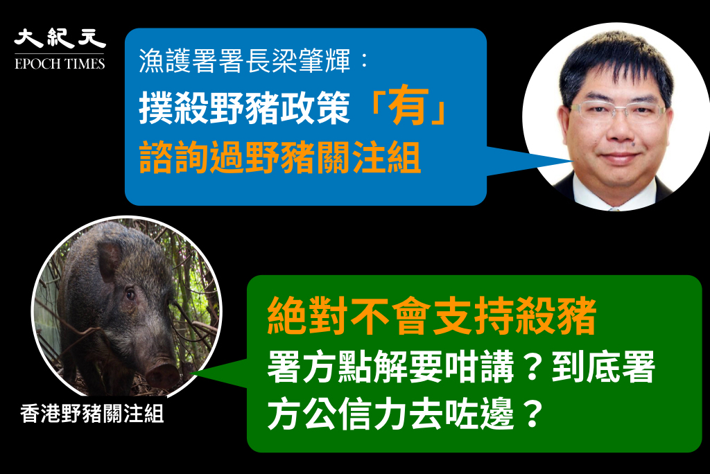 漁護署署長梁肇輝今日（21日）稱曾就捕殺野豬政策諮詢香港野豬關注組，關注組隨即反駁，指「絕對不會支持殺豬」。（大紀元製圖）