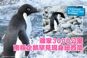 離家3000公里 南極企鵝罕見現身紐西蘭
