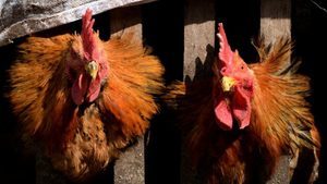 南韓、荷蘭和德國部份地區爆發H5N1禽流感 港暫停禽類產品進口