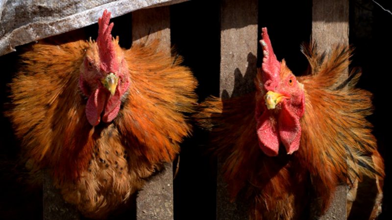 南韓、荷蘭和德國部份地區爆發H5N1禽流感 港暫停禽類產品進口