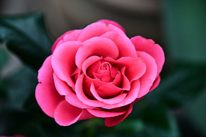 香港公園12月起舉辦薔薇科植物主題展覽 市民可免費入場