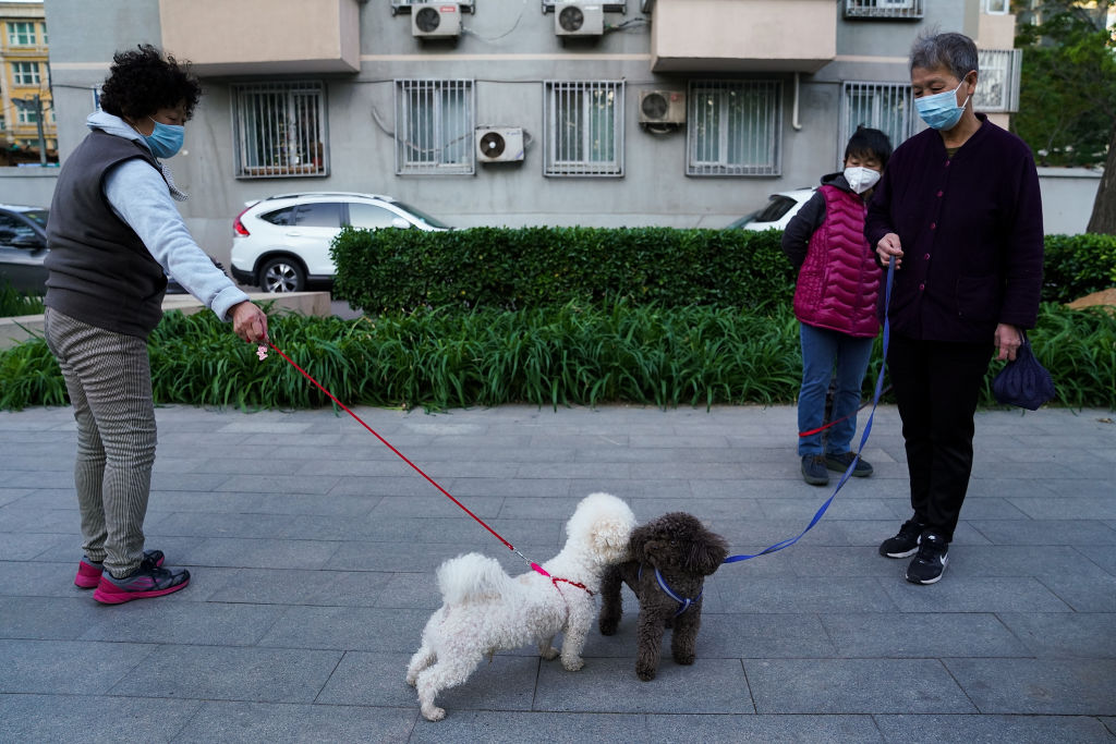 最近，中國江西省上饒市防疫人員進入一位被隔離在外的女市民家中，棒殺了她的寵物狗，事件遭到海內外各界譴責。圖為2020年4月，北京市民在小區遛狗。（Lintao Zhang/Getty Images）