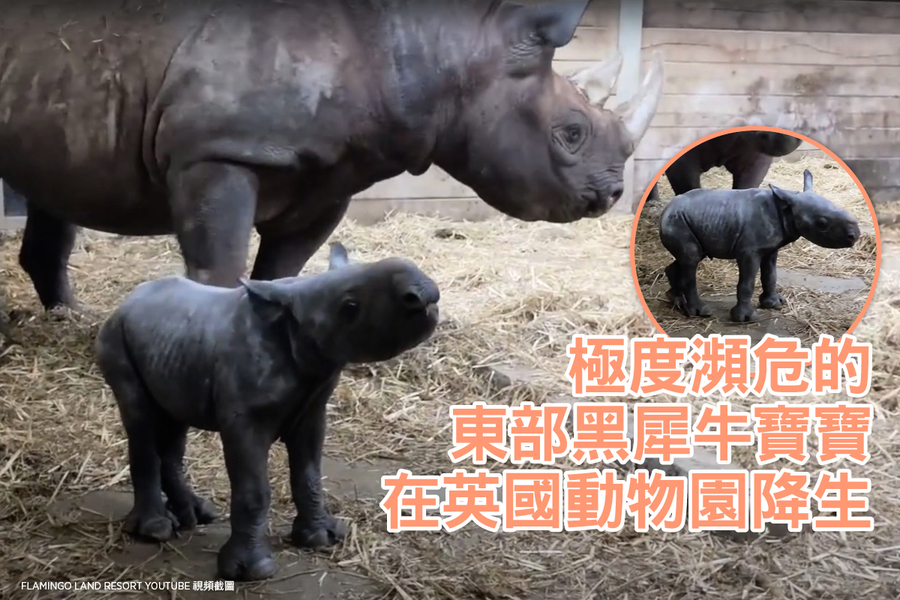 極度瀕危的東部黑犀牛寶寶在英國動物園降生