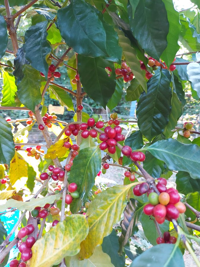 荔枝窩產出的成熟咖啡豆，有望加工成精品咖啡。（港大公民社會與治理研究中心提供）