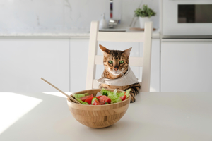 自製貓鮮食超簡單‧四道貓咪最愛的零食點心 