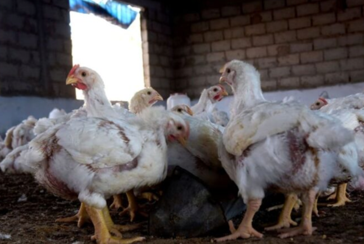 意大利威尼托區維琴察省和倫巴第地區克雷莫納省爆發高致病性H5N1禽流感，港暫停當地禽類產品進口。(Jamie McDonald/Getty Images)
