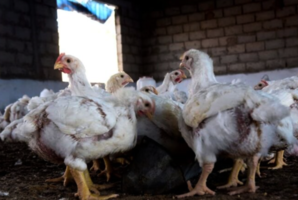 意大利部份地區爆發H5N1禽流感 港暫停禽類產品進口