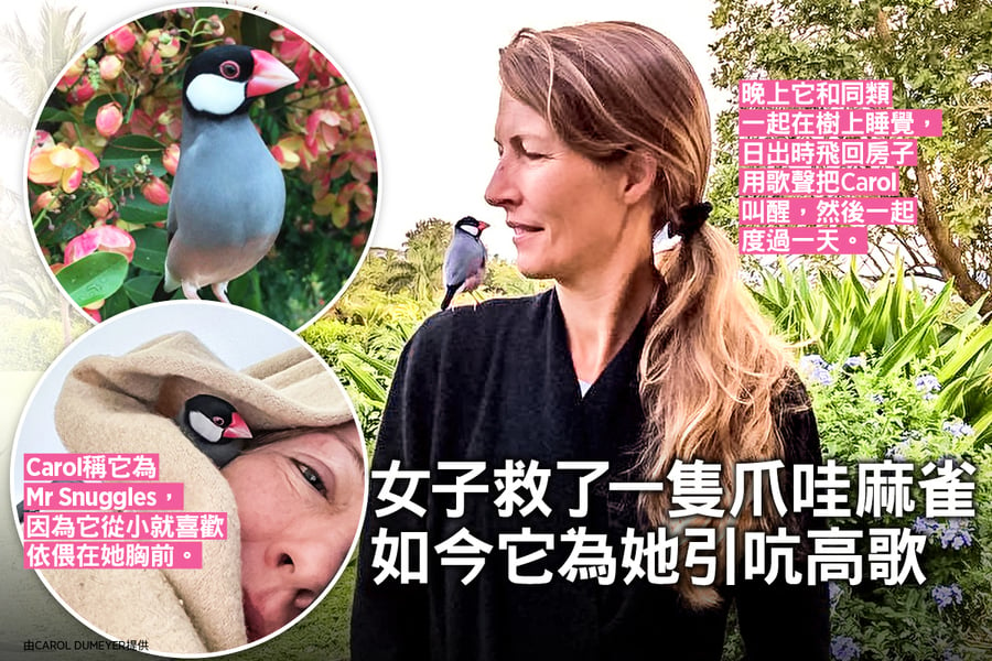 女子救了一隻爪哇麻雀 如今它為她引吭高歌