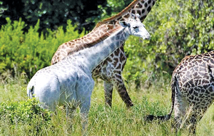 童話成真 非洲發現「奧妙」白色長頸鹿