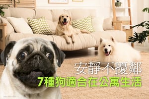 安靜不擾鄰 7種適合在公寓生活的品種狗