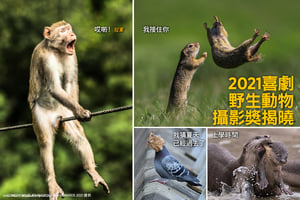 2021喜劇野生動物攝影獎揭曉  獲獎作品超有趣