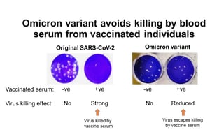 港大及中大研究發現Omicron會大幅降低疫苗保護力至少32倍
