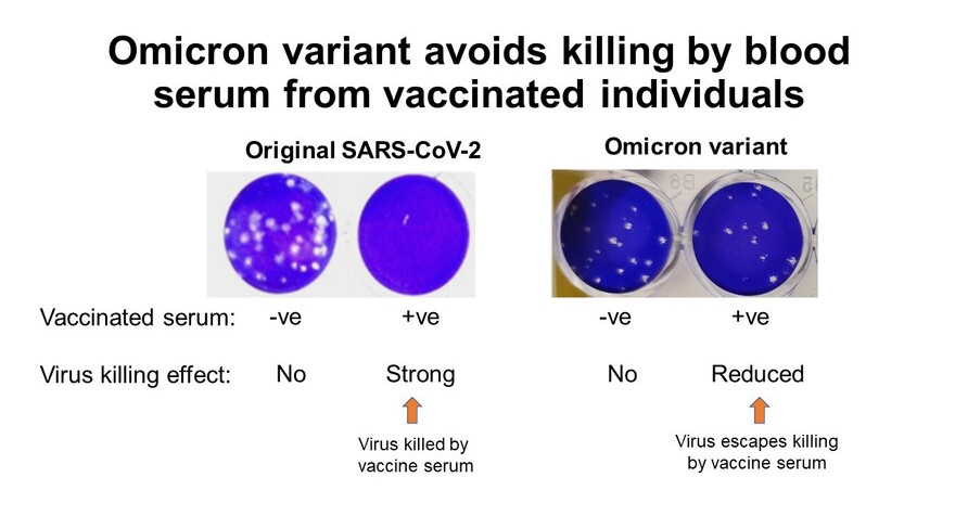 港大醫學院及中大醫學院聯合研究發現新變種病毒株Omicron會大幅減低復必泰疫苗的病毒中和能力。（中大醫學院網圖片）