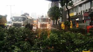 海馬襲港政府接逾150宗塌樹報告