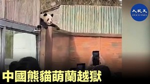 中國熊貓萌蘭越獄