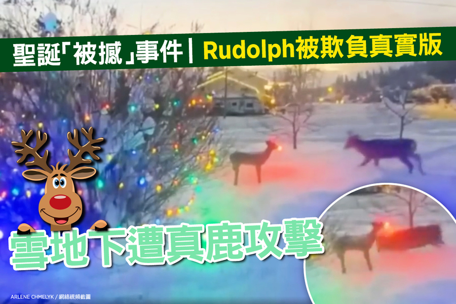 聖誕「被撼」事件｜Rudolph被欺負真實版 雪地下遭真鹿攻擊（影片）