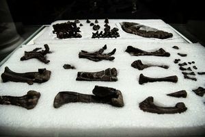 智利發現新品種恐龍化石尾巴像刀片