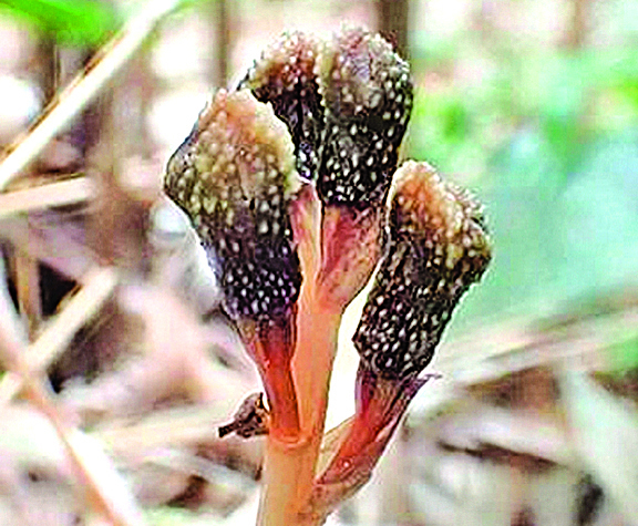 無光合作用不開花 罕見植物反進化論