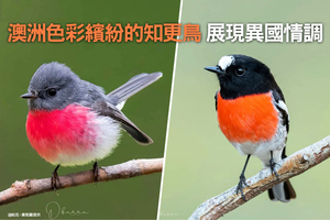 澳洲色彩繽紛的知更鳥 展現異國情調（多圖）