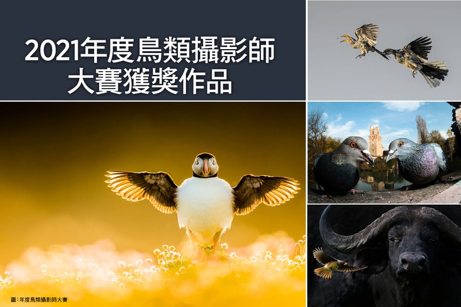 2021年度鳥類攝影師大賽獲獎作品（多圖）