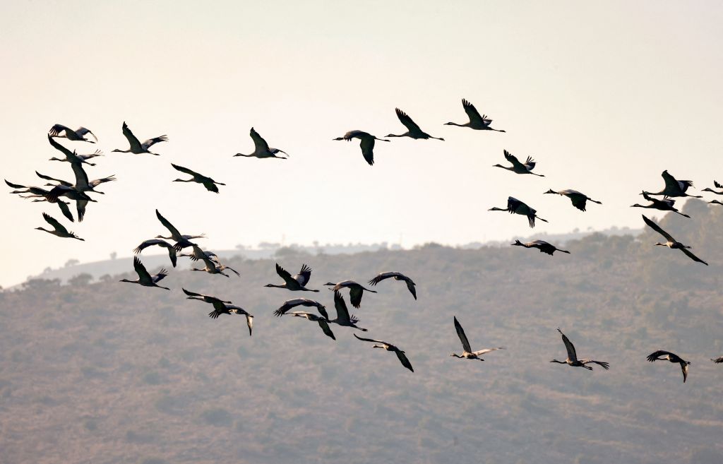 12月26日，灰鶴在以色列北部的胡拉谷地上空飛行，遷徙往非洲。（Getty Images）