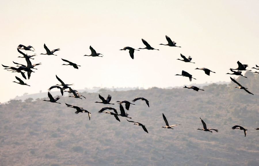 以色列爆發禽流感 逾五千隻野生鶴喪命