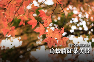 烏蛟騰紅葉美景 行5分鐘到埗