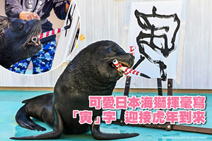 可愛日本海獅揮毫寫「寅」字 迎接虎年到來（多圖）