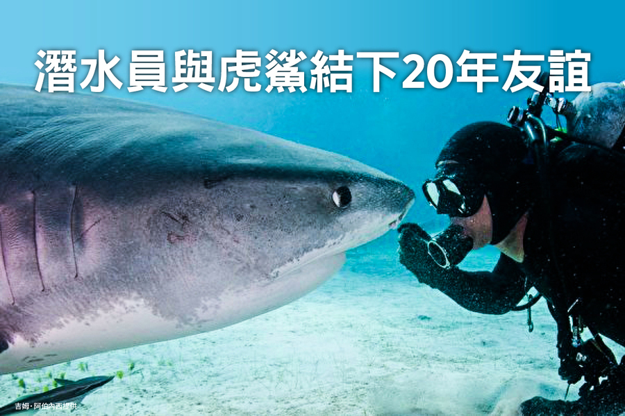 潛水員與虎鯊結下20年友誼