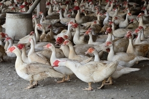 越南和丹麥部份地區禽肉及禽類產品暫停進口