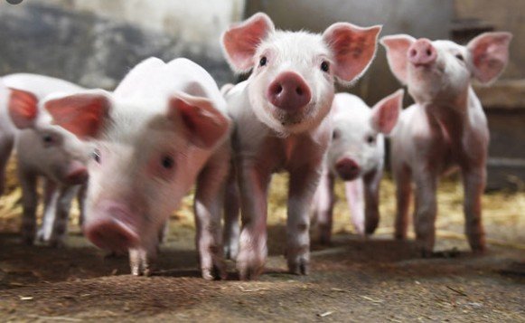 因應豬肉短缺，豬肉價格大幅上漲，泰國政府宣布，自1月6日起將禁止豬肉出口三個月。資料圖片。（大紀元圖庫）