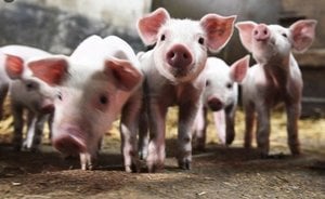 豬肉短缺 泰國禁止豬肉出口三個月