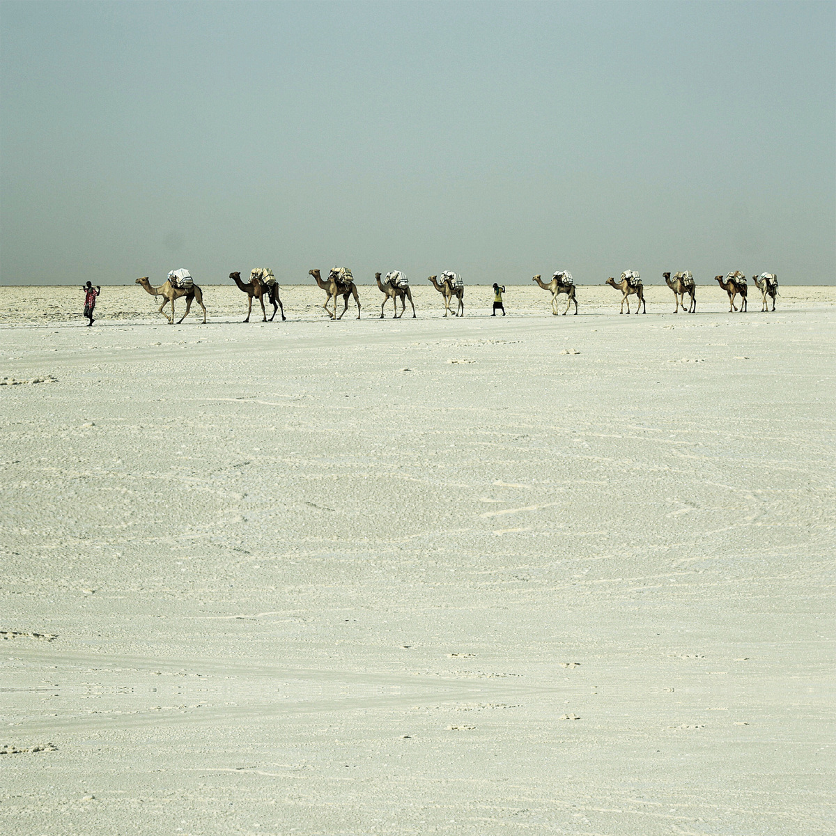 阿法爾人的駱駝商隊穿越蠻荒沙漠運鹽磚販賣，竭盡全力僅能勉強維持生計。（網絡圖片）