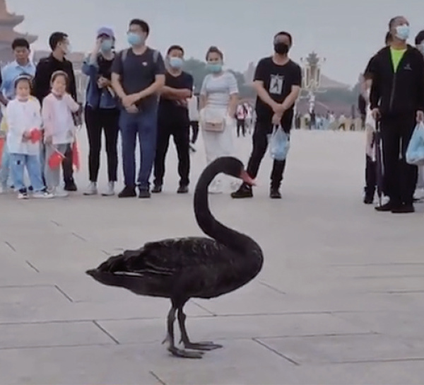 北京時間2021年9月5日早上，一隻黑天鵝降落在天安門廣場，引發熱議。（視頻截圖）