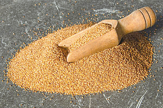 非洲的特殊穀類苔麩（teff），營養價值很高。(圖／Shutterstock)