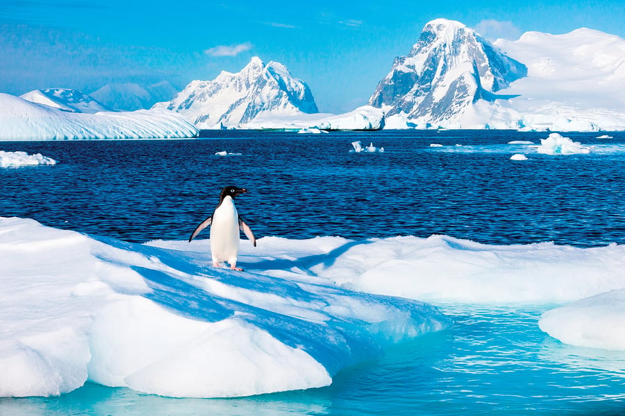 南極冰架下面發現77種生物