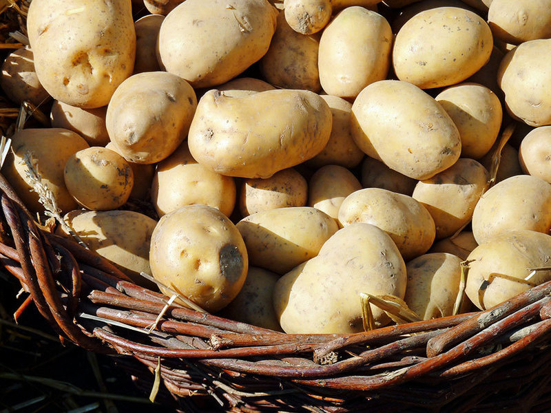 俄檢疫部門：中國薯仔對人體有害
