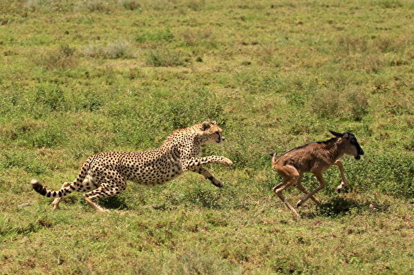 研究：吃肉增加癌症風險